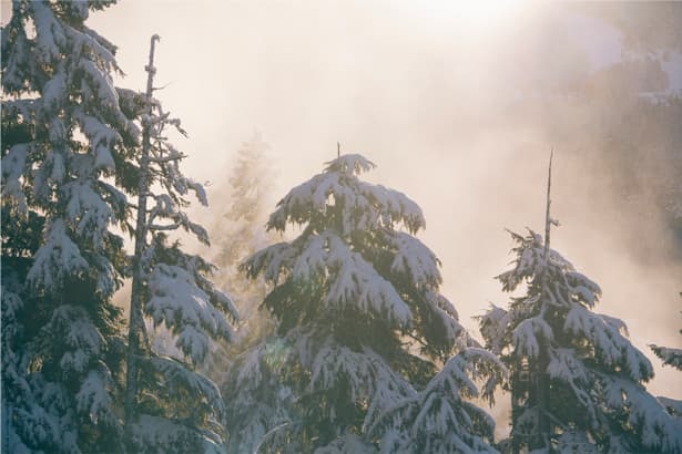 snowy trees